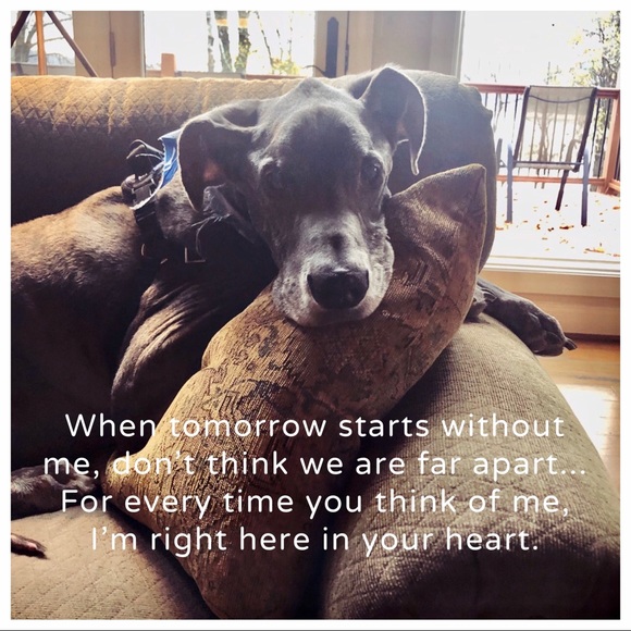 Meet your Posher, Ann 👜❤️ - Picture 7 of 7